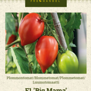 Luumutomaatti F1 'Big Mama'