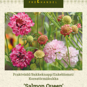 Koreatörmäkukka 'Salmon Queen'