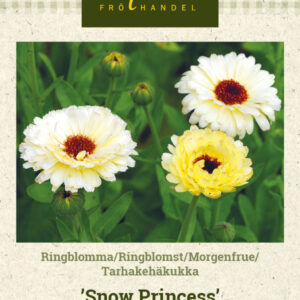 Tarhakehäkukka 'Snow Princess'