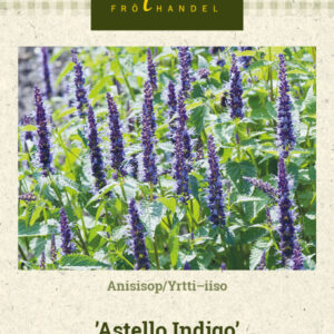Yrtti-iiso 'Astello Indigo'