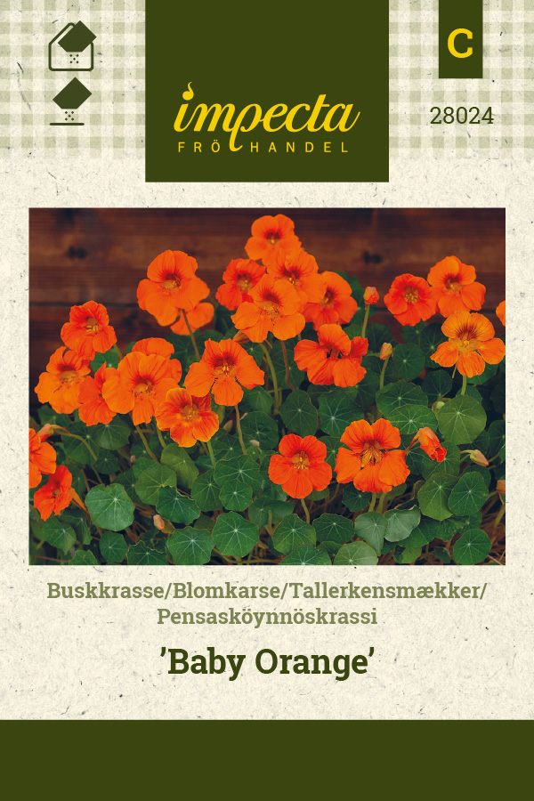 Pensasköynnöskrassi 'Baby Orange'