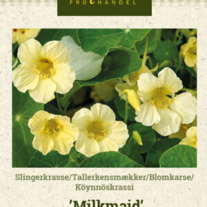 Köynnöskrassi 'Milkmaid'