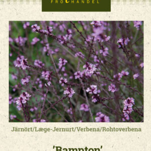 Rohtoverbena 'Bampton'