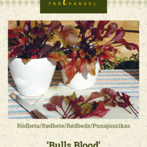 Punajuurikas 'Bull's Blood'