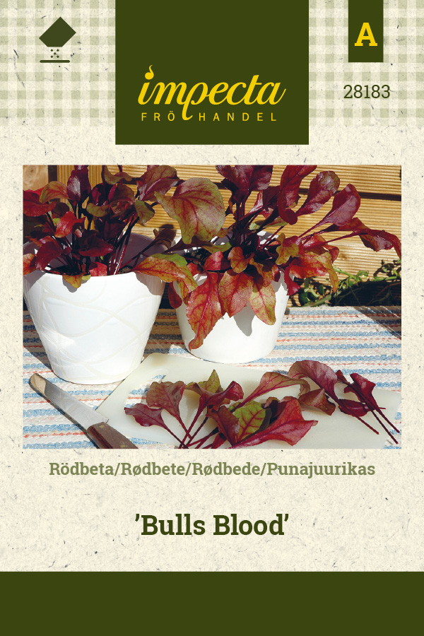 Punajuurikas 'Bull's Blood'