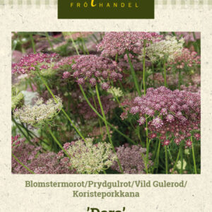 Koristeporkkana 'Dara'