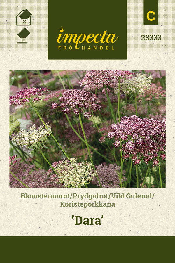 Koristeporkkana 'Dara'