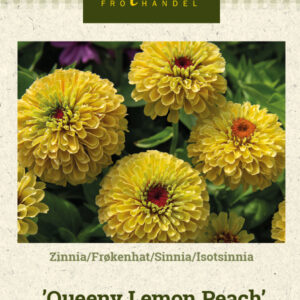 Isotsinnia 'Queeny Lemon Peach'