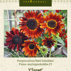Puna-auringonkukka F1 'Claret'