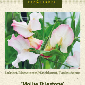 Tuoksuherne 'Mollie Rilestone'