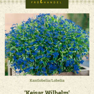 Lobelia 'Kejsar Wilhelm'