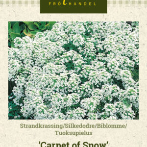 Tuoksupielus 'Carpet of Snow'