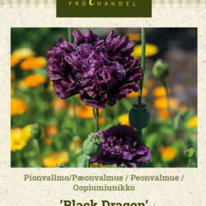 Pioniunikko 'Black Dragon'