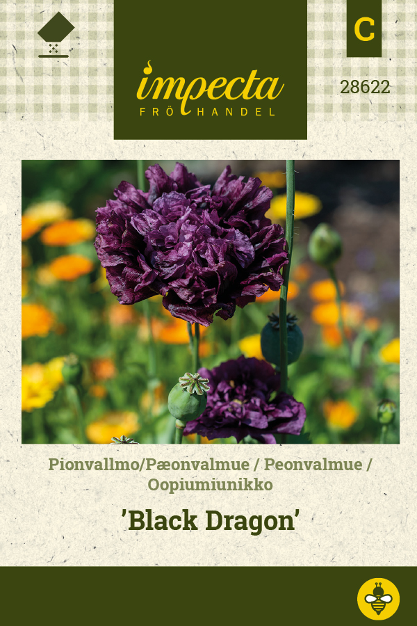 Pioniunikko 'Black Dragon'