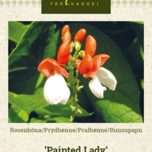 Ruusupapu 'Painted Lady'