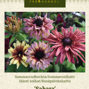 Kesäpäivänhattu 'Sahara'