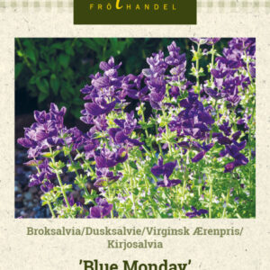 Kirjosalvia 'Blue Monday'