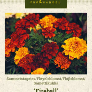 Samettikukka 'Fireball'