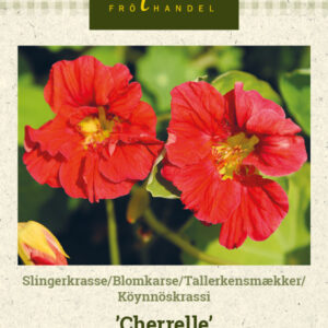 Köynnöskrassi 'Cherrelle'