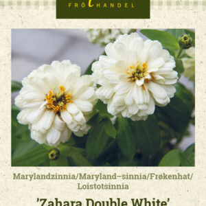 Loistotsinnia 'Zahara Double White'
