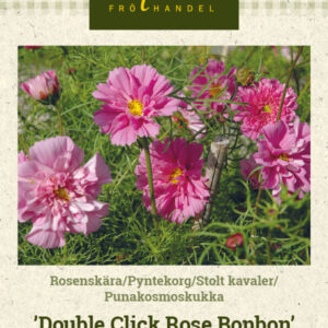 Punakosmoskukka 'Double Click Rose Bonbon'
