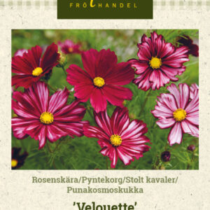 Punakosmoskukka 'Velouette'