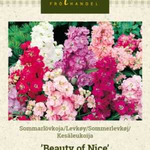 Kesäleukoija 'Beauty of Nice'