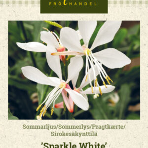 Sirokesäkynttilä 'Sparkle White'