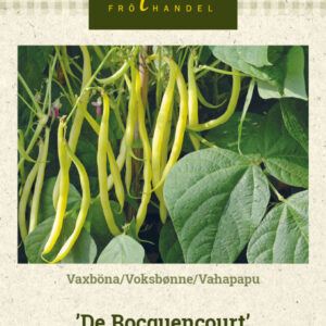 Vahapapu 'De Rocquencourt'