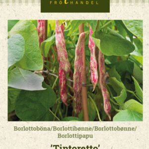 Borlottipapu 'Tintoretto'