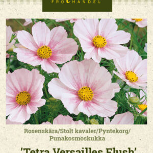 Punakosmoskukka 'Tetra Versailles Flush'