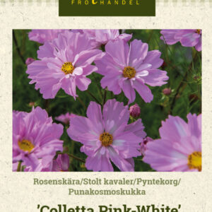 Punakosmoskukka 'Colletta Pink-White'