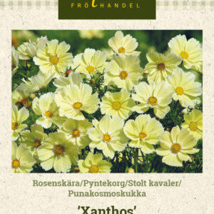 Punakosmoskukka 'Xanthos'