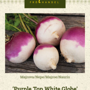 Nauris 'Purple Top White Globe'