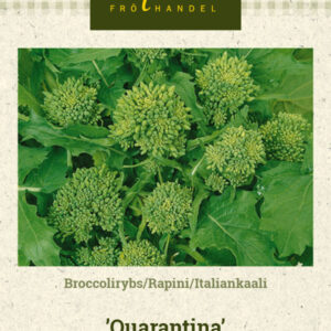 Italiankaali 'Quarantina'