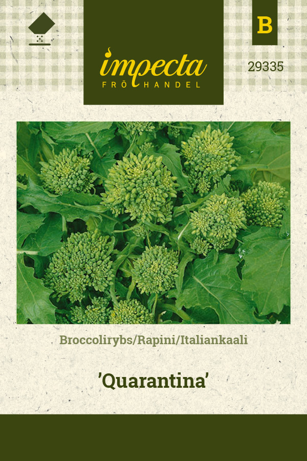 Italiankaali 'Quarantina'