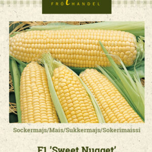Sokerimaissi F1 'Sweet Nugget'