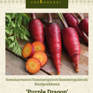 Kesäporkkana 'Purple Dragon'
