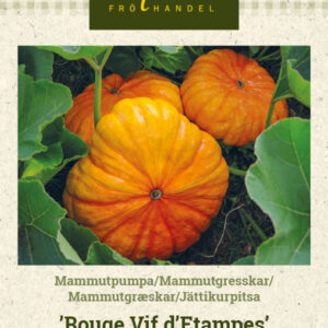 Jättikurpitsa 'Rouge Vif d'Etampes'