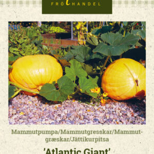 Jättikurpitsa 'Atlantic Giant'