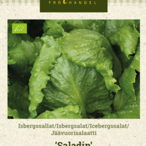 Jäävuorisalaatti 'Saladin'