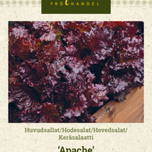 Keräsalaatti 'Apache'