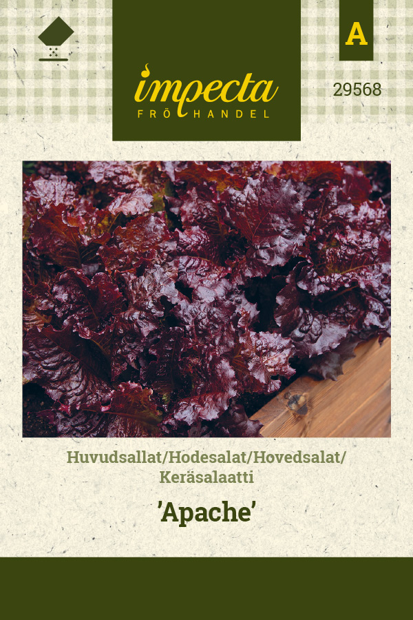 Keräsalaatti 'Apache'