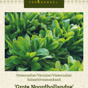 Salaattivuonankaali 'Grote Noordhollandse'