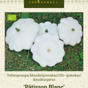 Kesäkurpitsa 'Pâtisson Blanc'