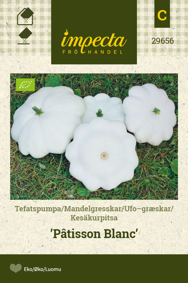 Kesäkurpitsa 'Pâtisson Blanc'