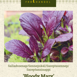 Sareptansinappi 'Bloody Mary'