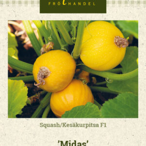 Kesäkurpitsa F1 'Midas'