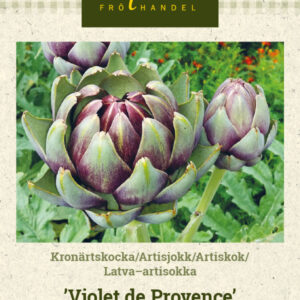 Latva-artisokka 'Violet de Provence'