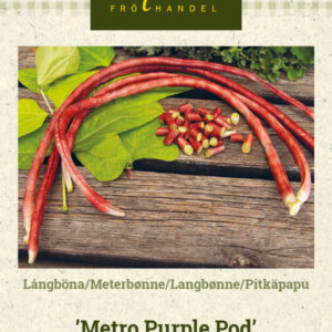 Pitkäpapu 'Metro Purple Pod'